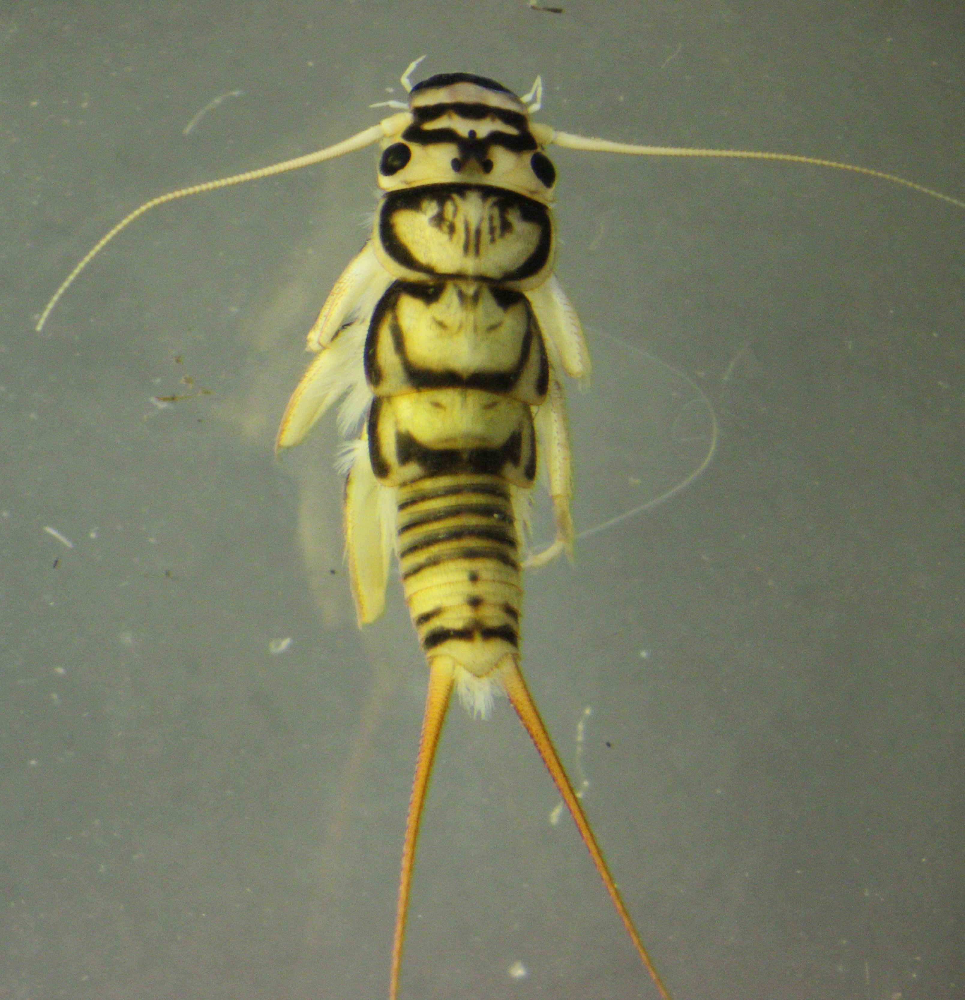 stonenymph